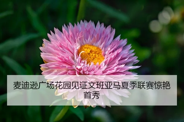 麦迪逊广场花园见证文班亚马夏季联赛惊艳首秀